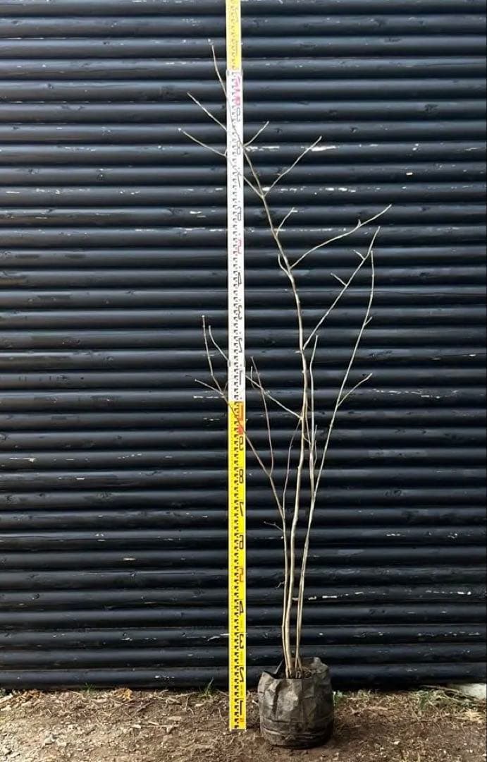 山採り天然　アオダモ　山紅葉混合株　13