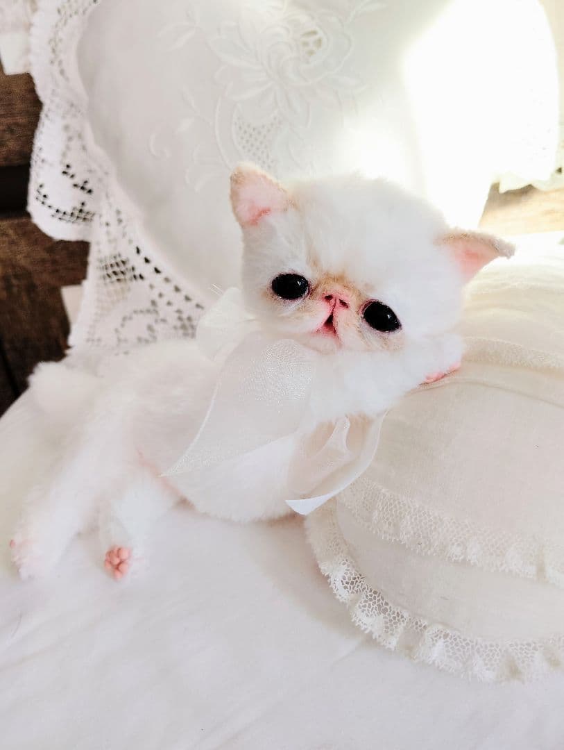 エキゾチック子猫ちゃん♡くりりんオメメ♡アートドール♡ぬいぐるみ♡