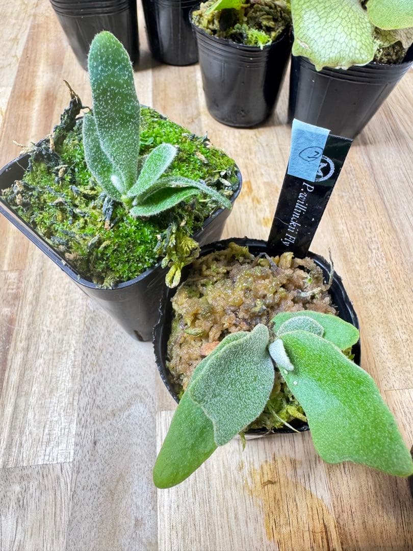 willinckii Fly dwarf 確定② オマケ付き