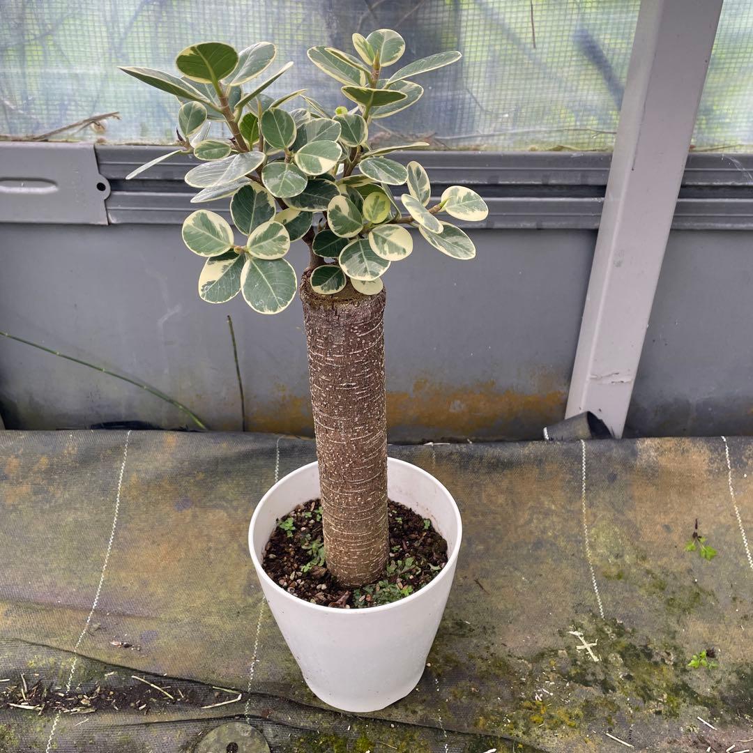 パンダガジュマル　斑入り　接木　5号