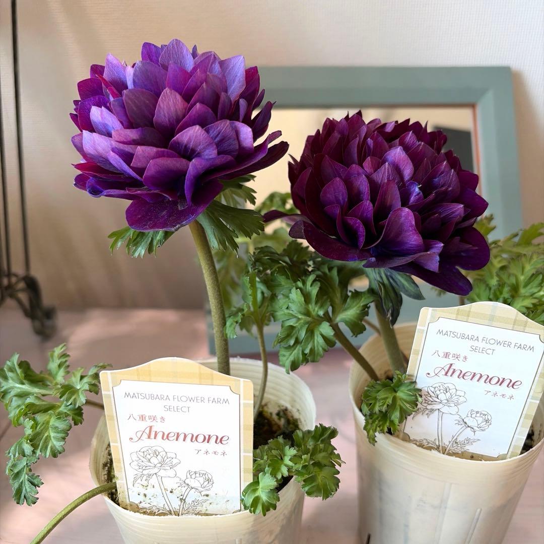 真紀様　確認用　レバンテ　紫系