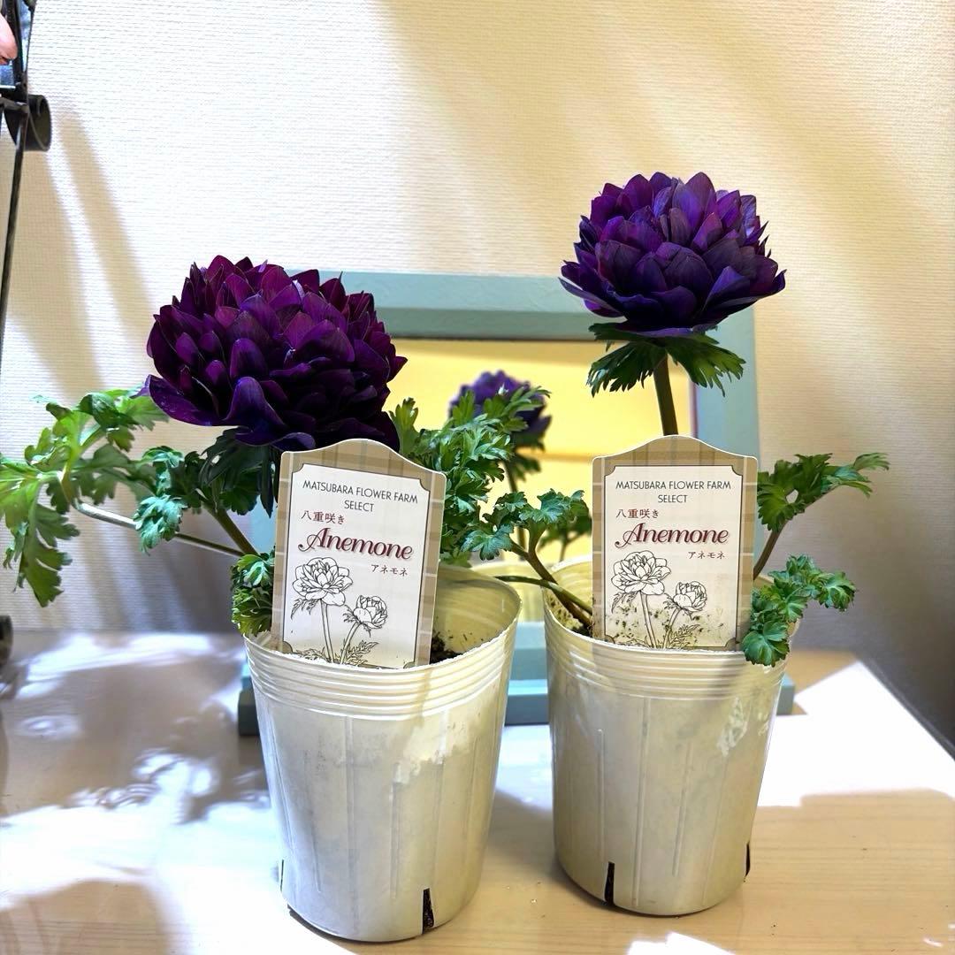 真紀様　確認用　レバンテ　紫系