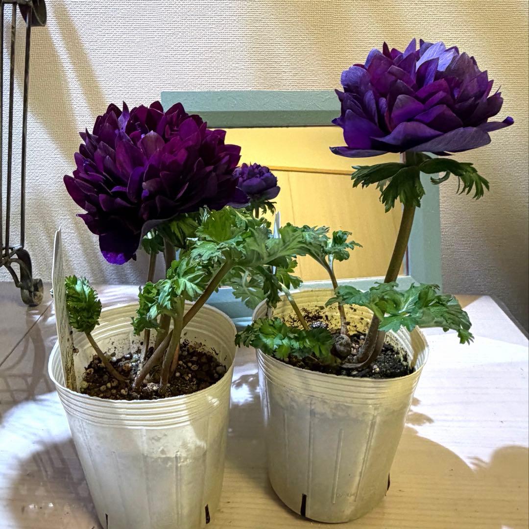 真紀様　確認用　レバンテ　紫系