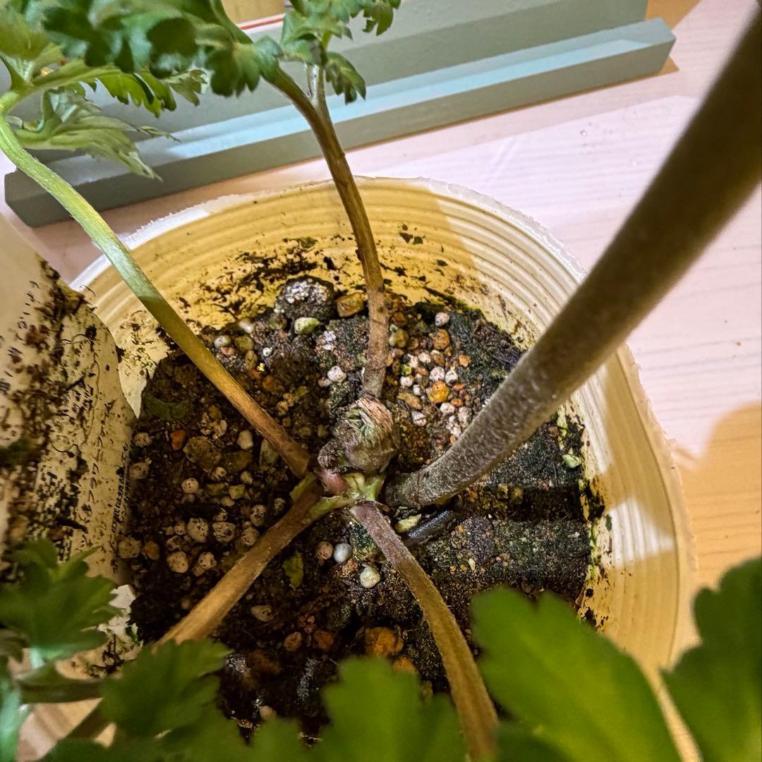真紀様　確認用　レバンテ　紫系