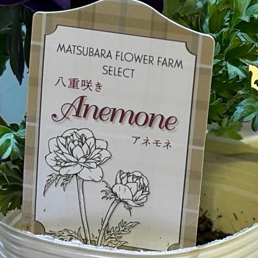 真紀様　確認用　レバンテ　紫系