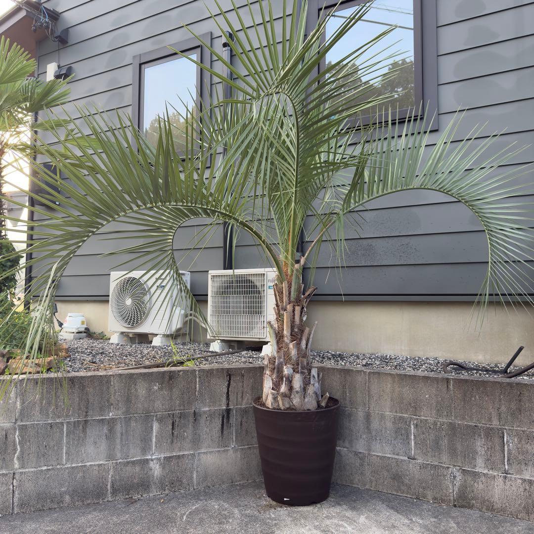 愛知県豊田市引き渡しのみ ココスヤシ 鉢底高さ230cm 幹回り110cm