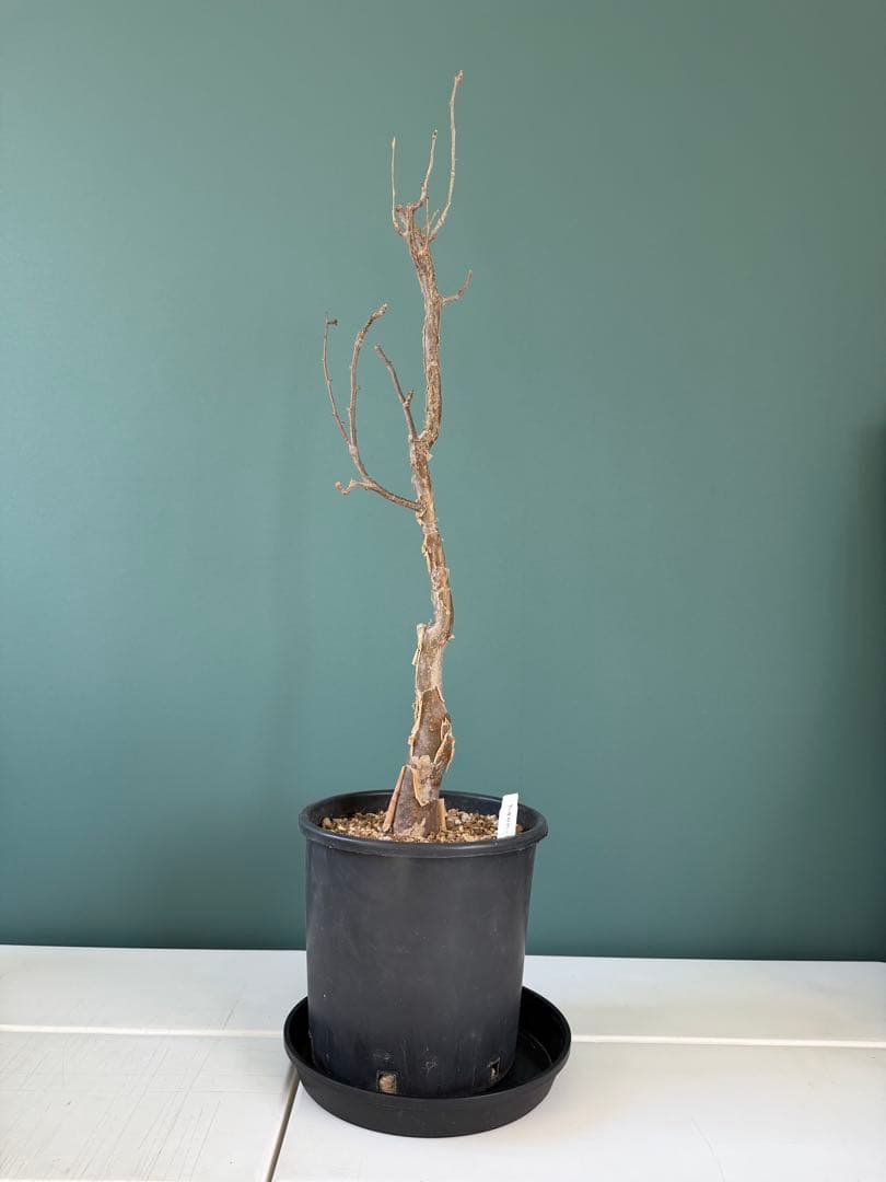 【タイムセール】ブルセラ・ファガロイデス / 灌木 多肉 希少 レア