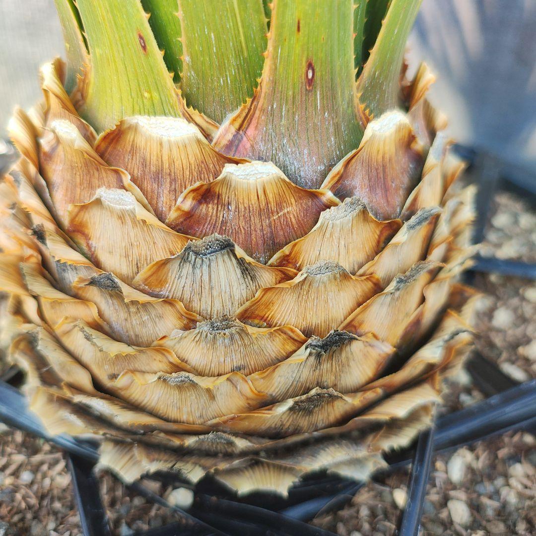 ダシリリオン　ミキワネンシス