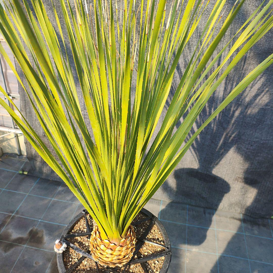 ダシリリオン　ミキワネンシス