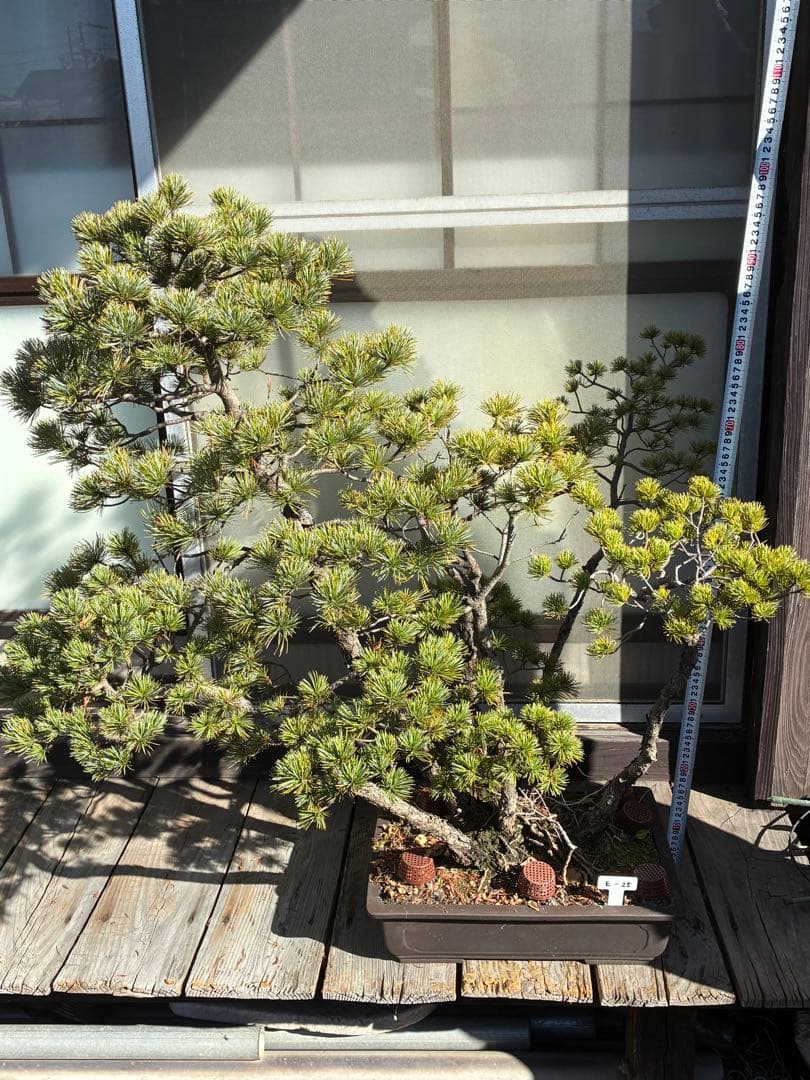 ★盆栽★ 赤石五葉松 E-25 樹齢100年以上　★愛媛県より発送★