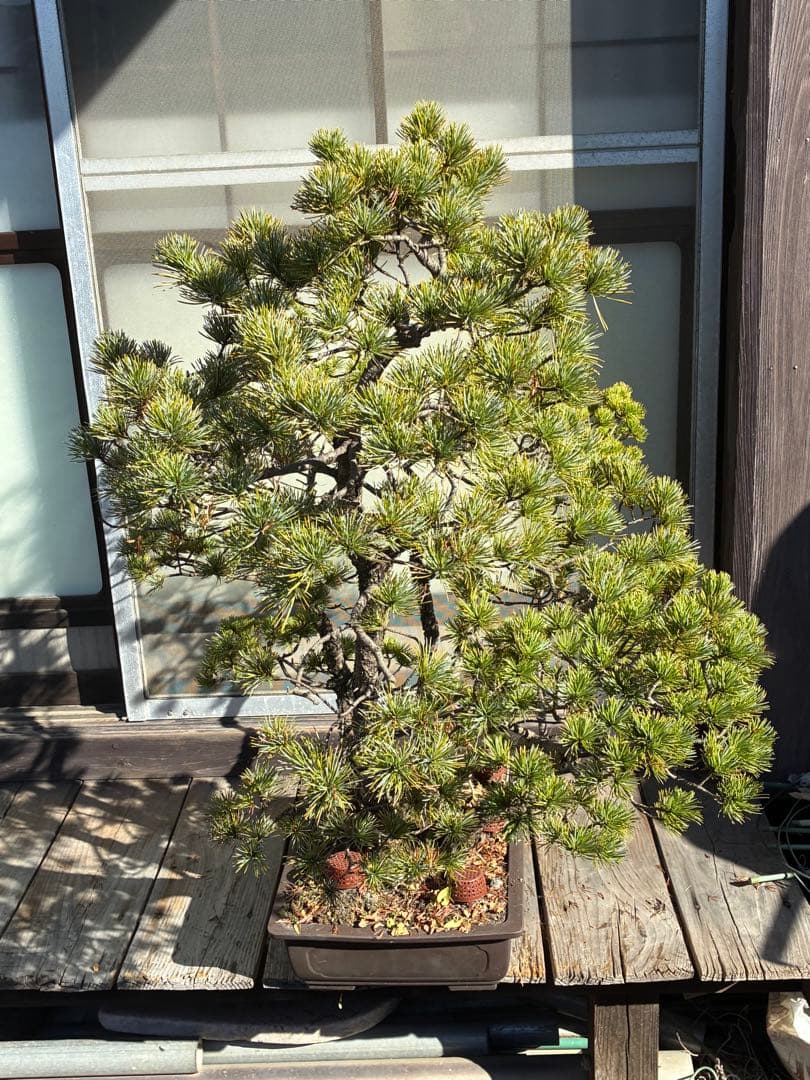 ★盆栽★ 赤石五葉松 E-25 樹齢100年以上　★愛媛県より発送★
