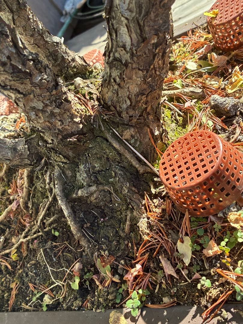 ★盆栽★ 赤石五葉松 E-25 樹齢100年以上　★愛媛県より発送★