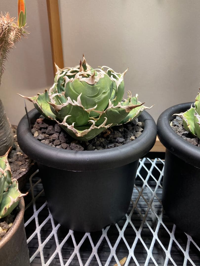 アガベ チタノタ　白鯨