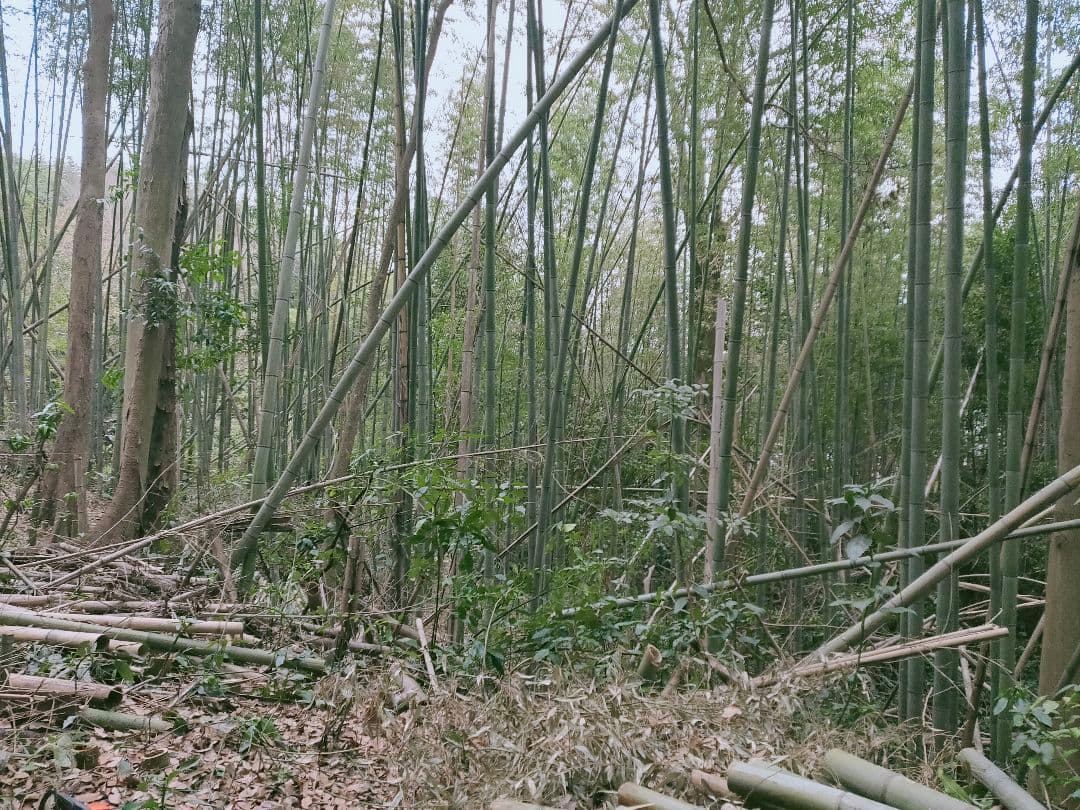 60Lがら袋入り竹炭16袋(約1000L)　大阪産 直接引き取り価格 近場配送可