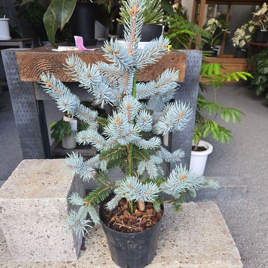 ②　プンゲンス　トウヒ　ホプシー７号　最高等級極上品‼️