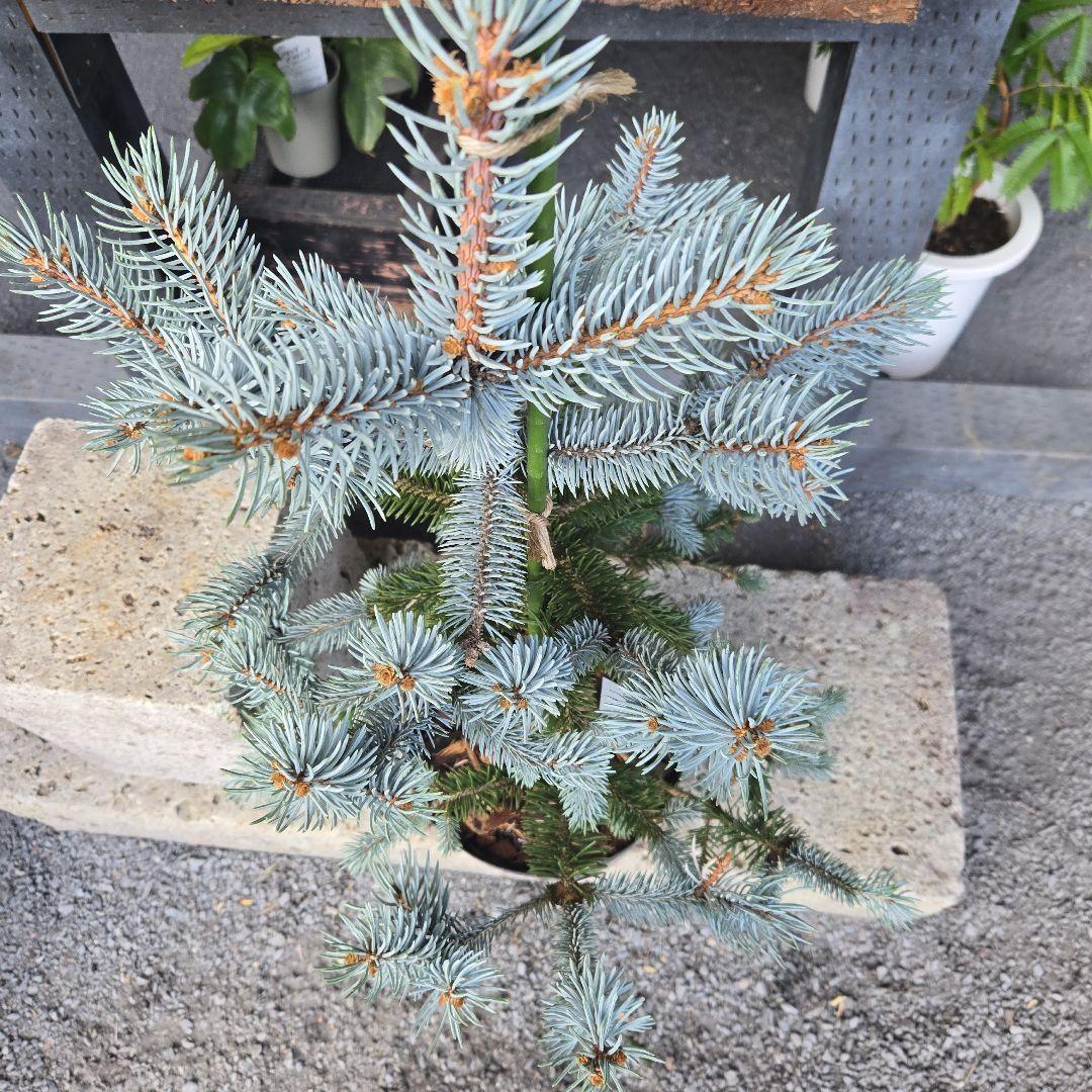 ②　プンゲンス　トウヒ　ホプシー７号　最高等級極上品‼️