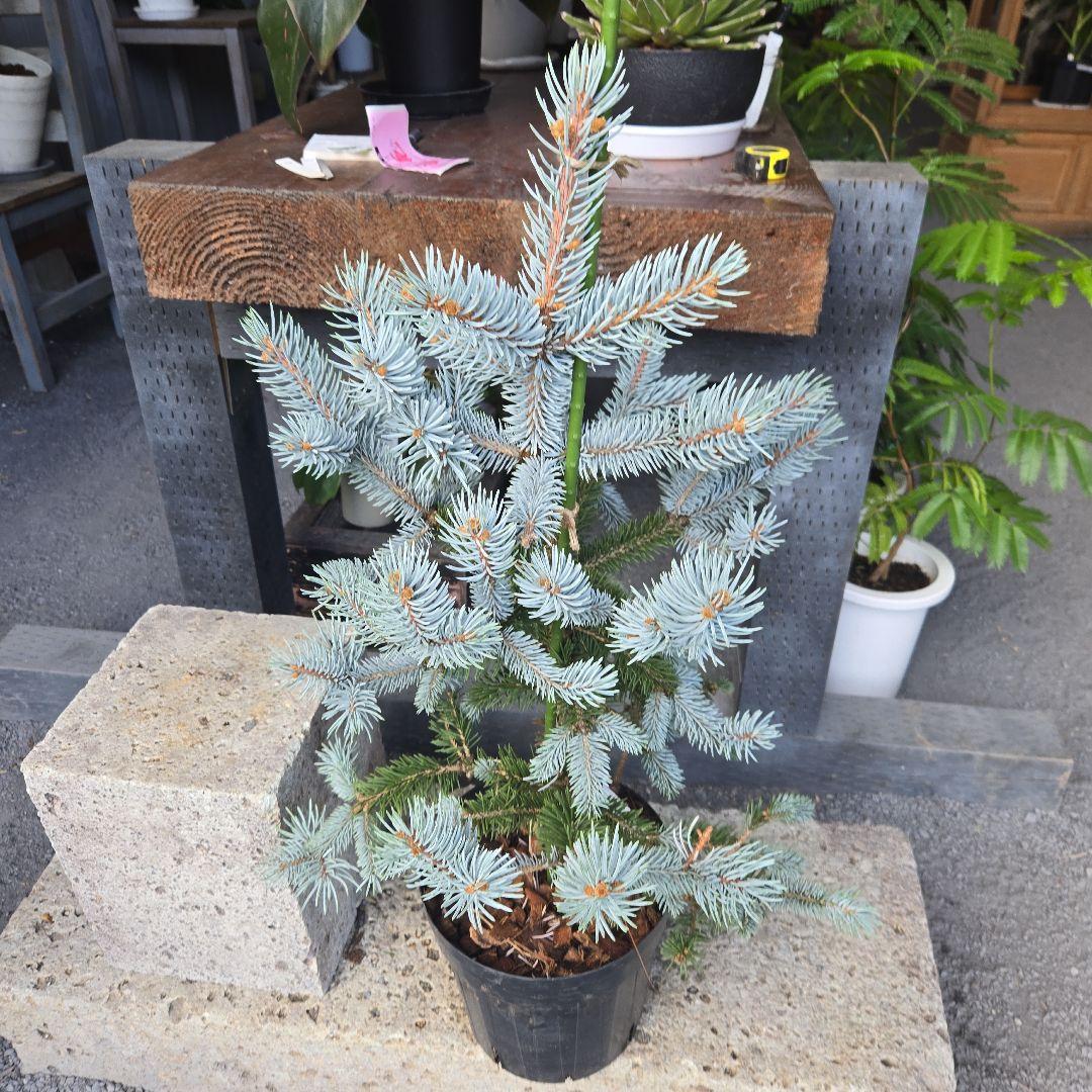 ②　プンゲンス　トウヒ　ホプシー７号　最高等級極上品‼️