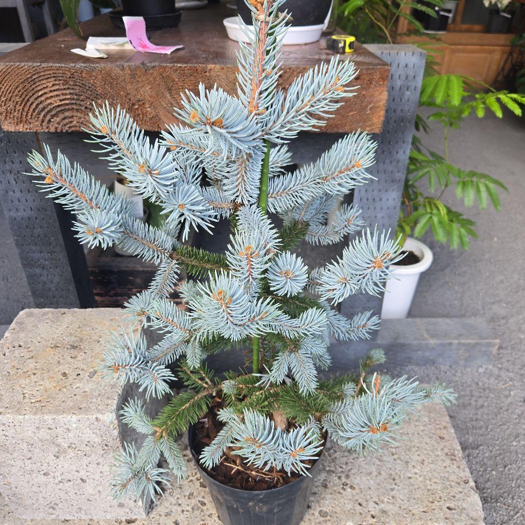 ②　プンゲンス　トウヒ　ホプシー７号　最高等級極上品‼️