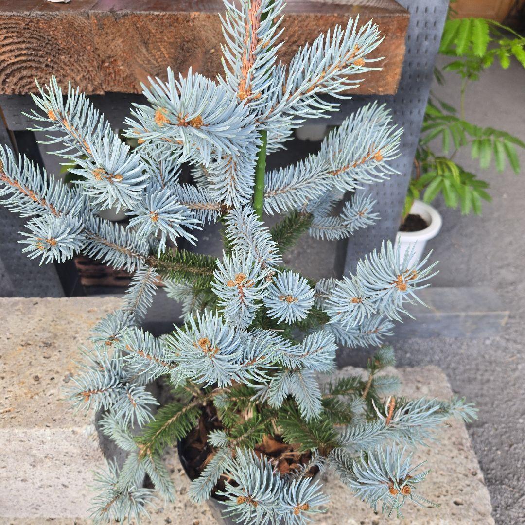 ②　プンゲンス　トウヒ　ホプシー７号　最高等級極上品‼️