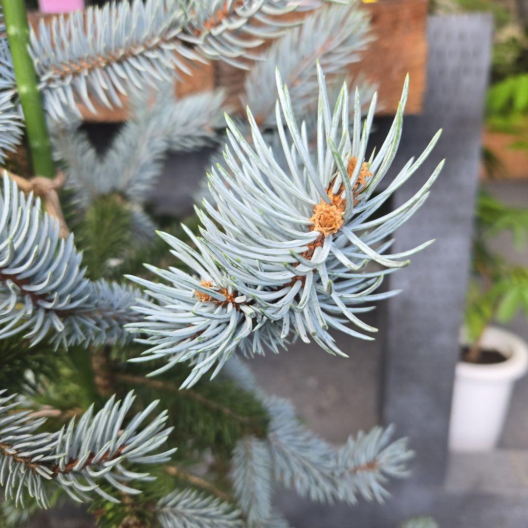 ②　プンゲンス　トウヒ　ホプシー７号　最高等級極上品‼️