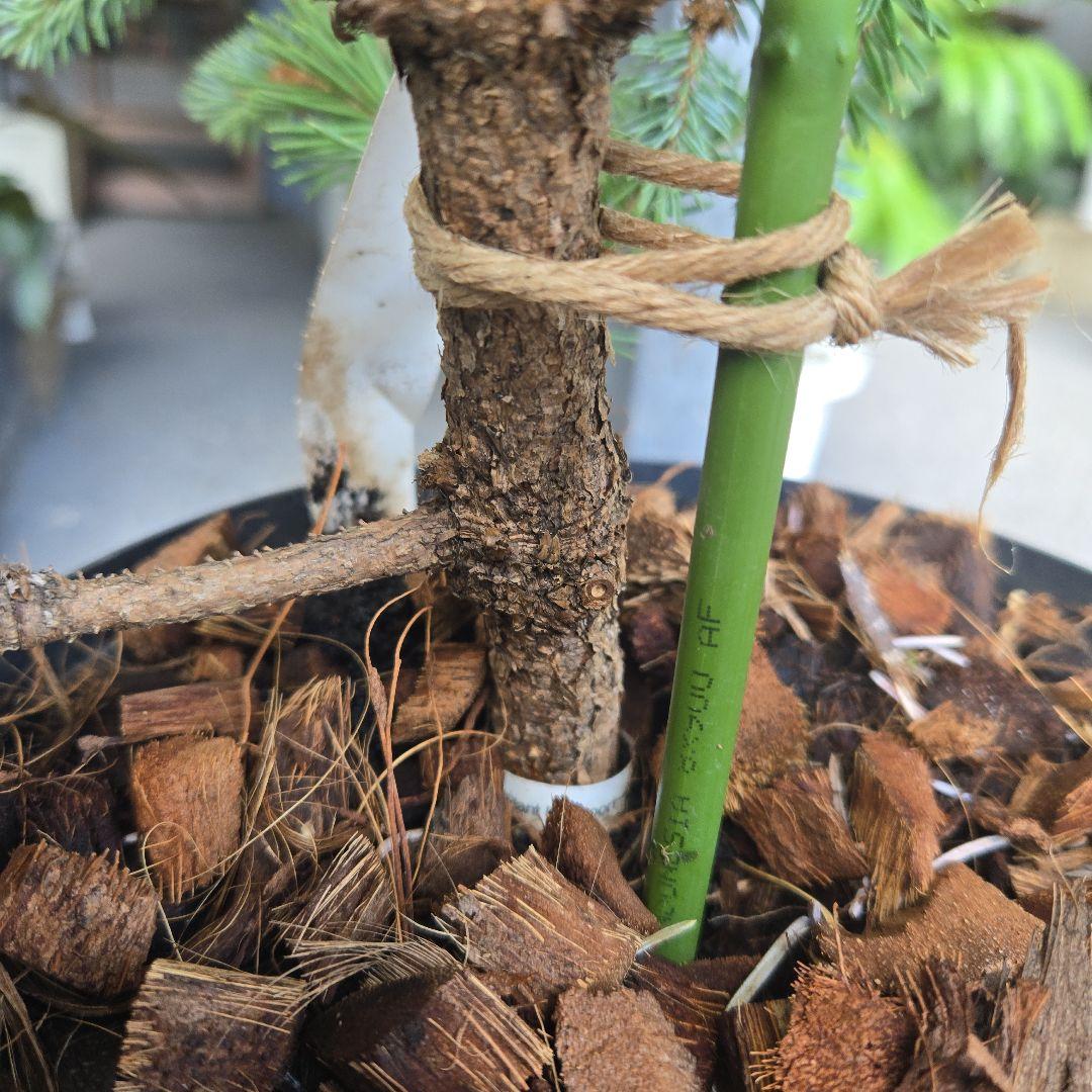 ②　プンゲンス　トウヒ　ホプシー７号　最高等級極上品‼️