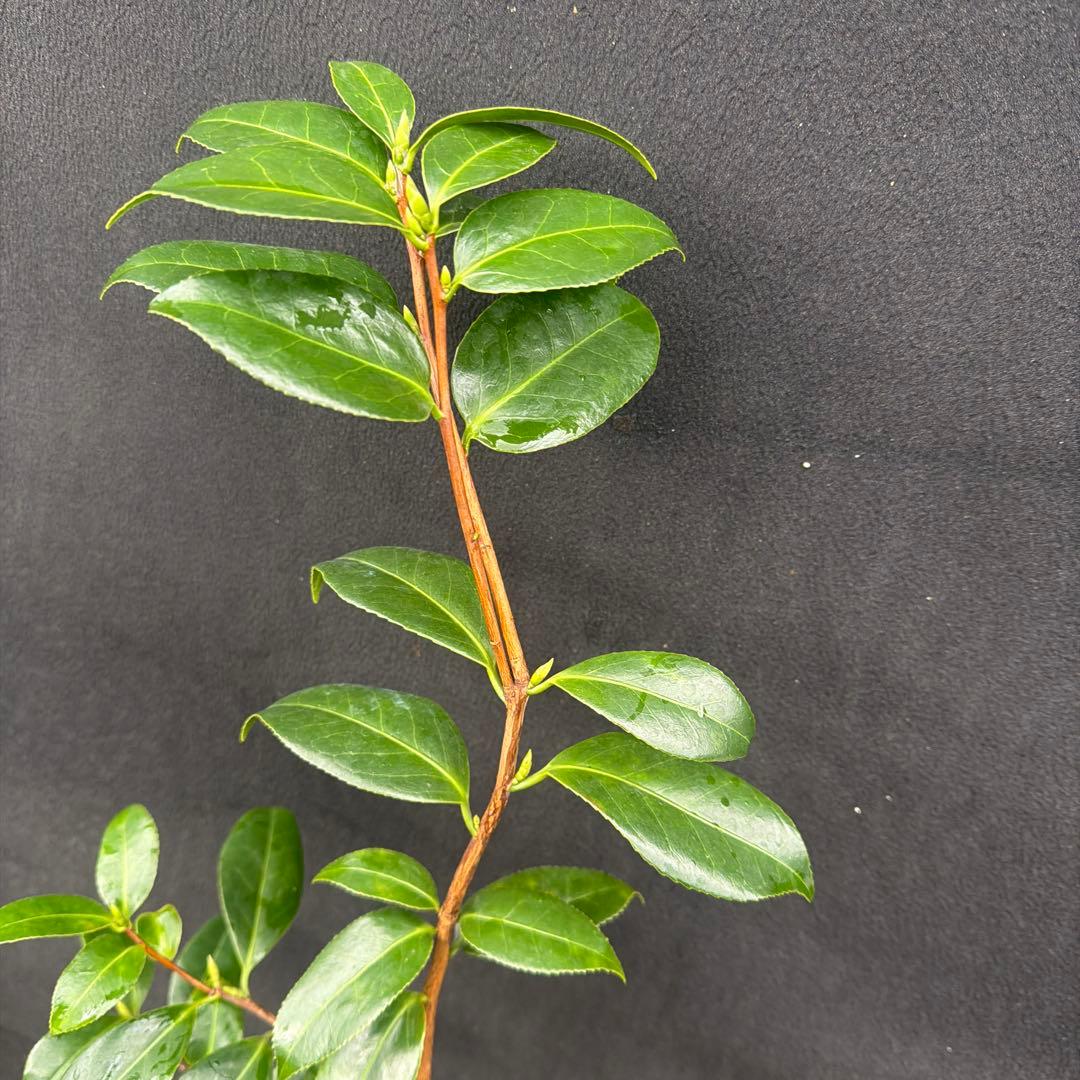 友久様ご確認苗　加茂本阿弥と四ヶ村