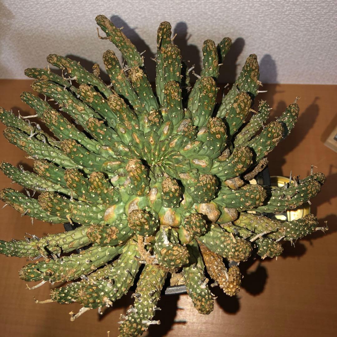 ユーフォルビア　フスカ　現地球　発根株 (鉢付き)