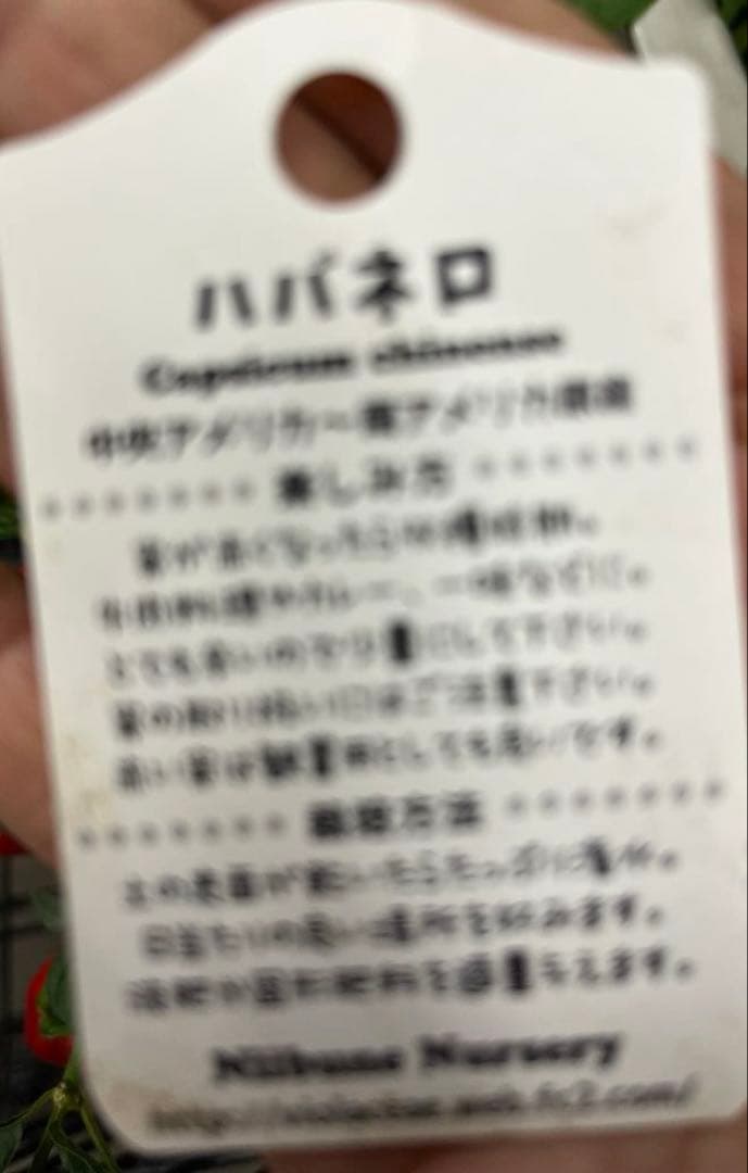 激辛とうがらし ハバネロ　沢山の実付き　お得❗６号 宅急便よりそのまま発送
