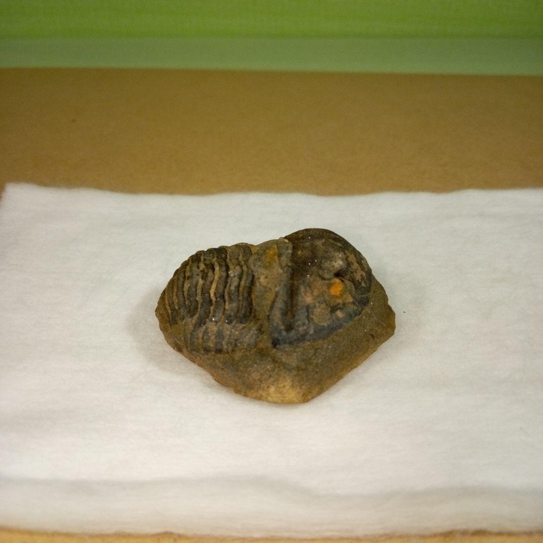 三葉虫　化石　fossil　ボリビア産　レア　Fossil判別⑨