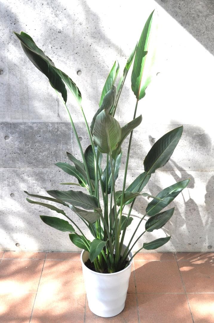 ストレリチア レギネ 160cm 10号