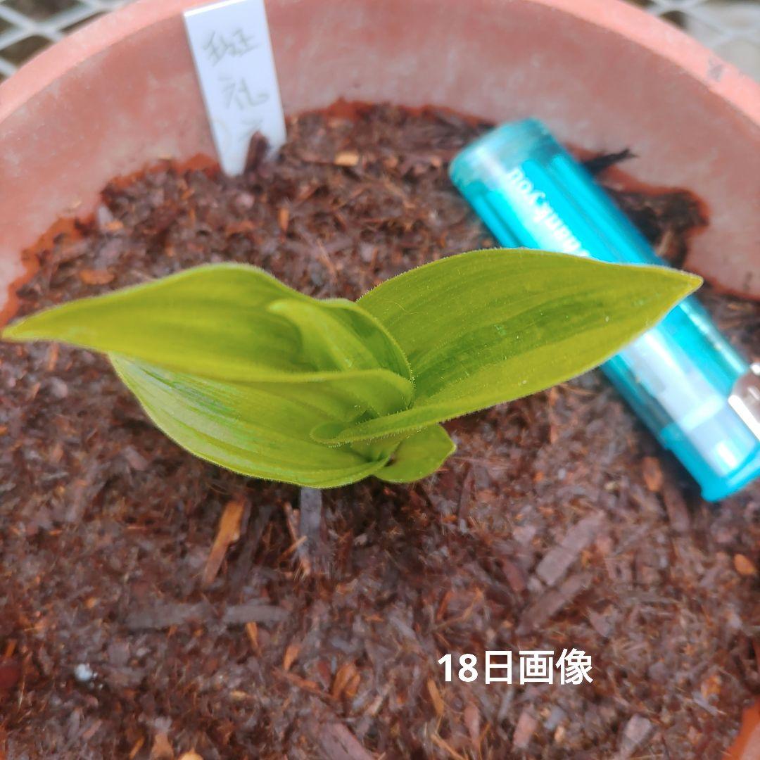 山野草　希少斑入り　礼文アツモリソウ