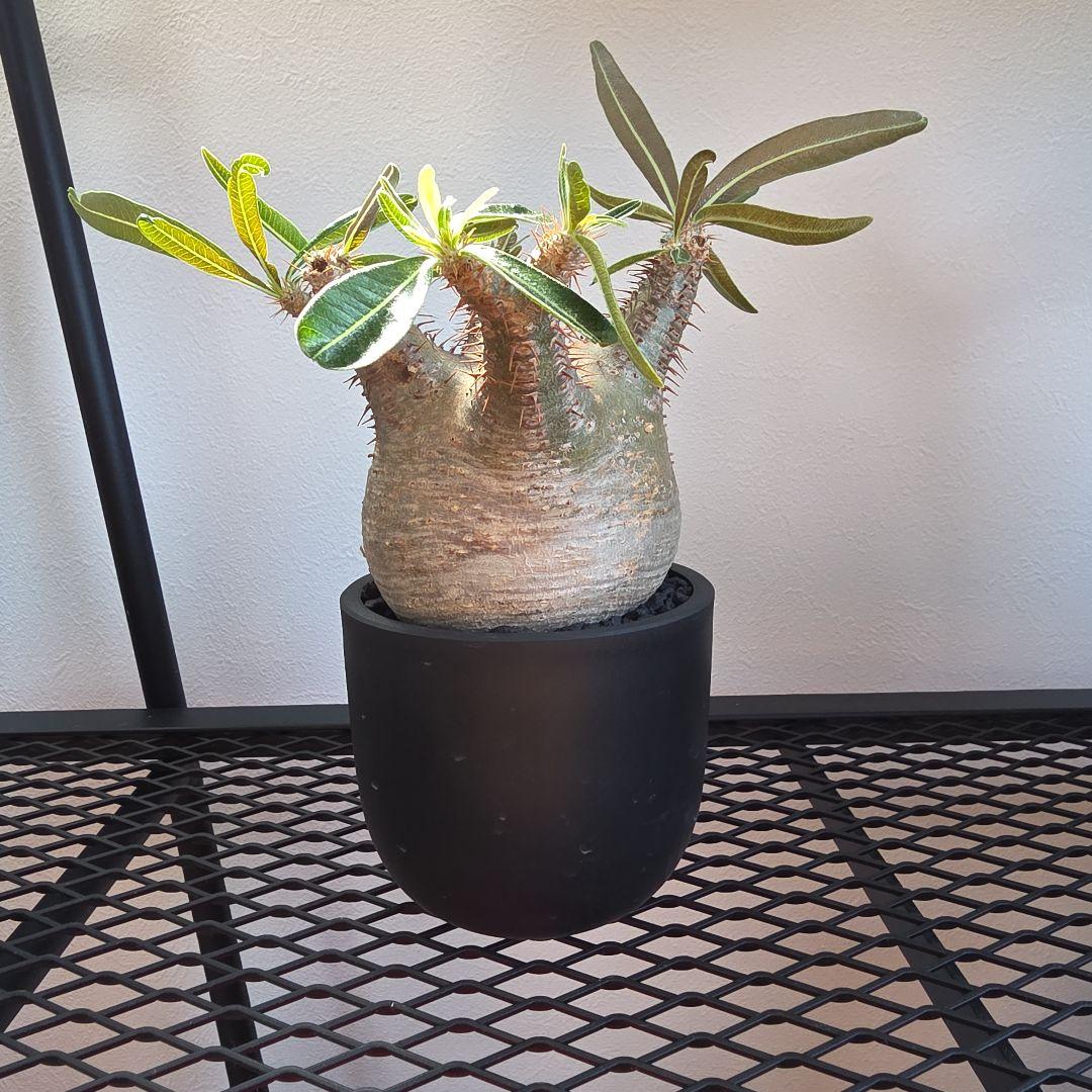 良型 手乗りサイズ パキポディウムグラキリス 発根済み 現地球 マダガスカル