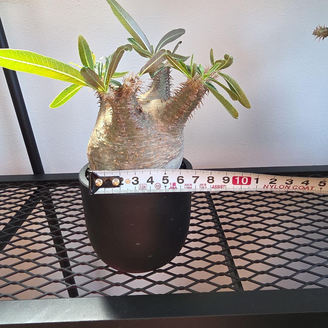 良型 手乗りサイズ パキポディウムグラキリス 発根済み 現地球 マダガスカル