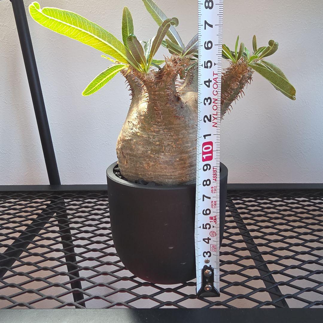 良型 手乗りサイズ パキポディウムグラキリス 発根済み 現地球 マダガスカル