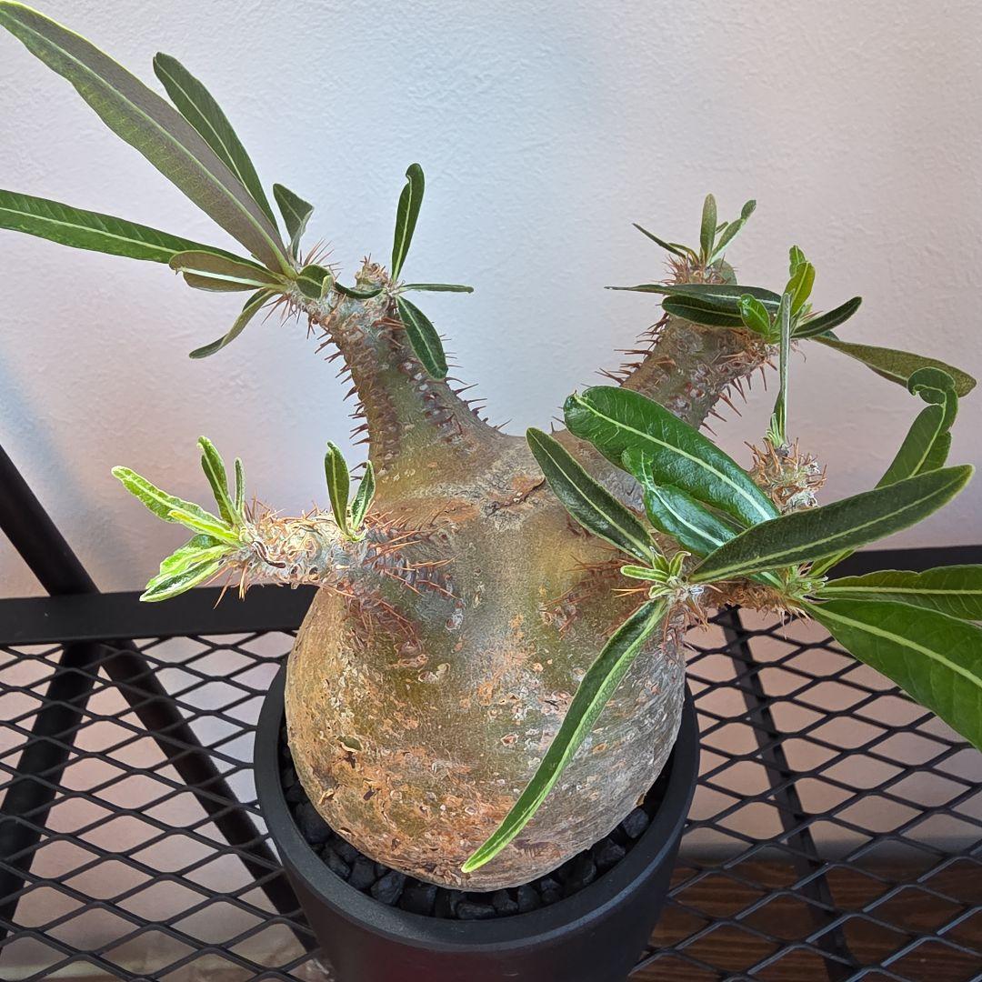 良型 手乗りサイズ パキポディウムグラキリス 発根済み 現地球 マダガスカル