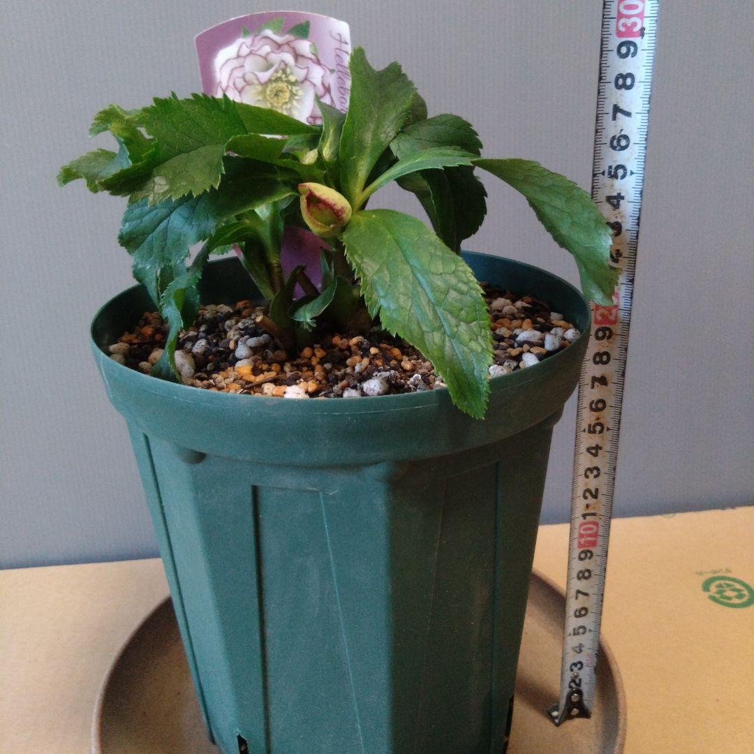 クリスマスローズ　タブル咲き　蕾付大株