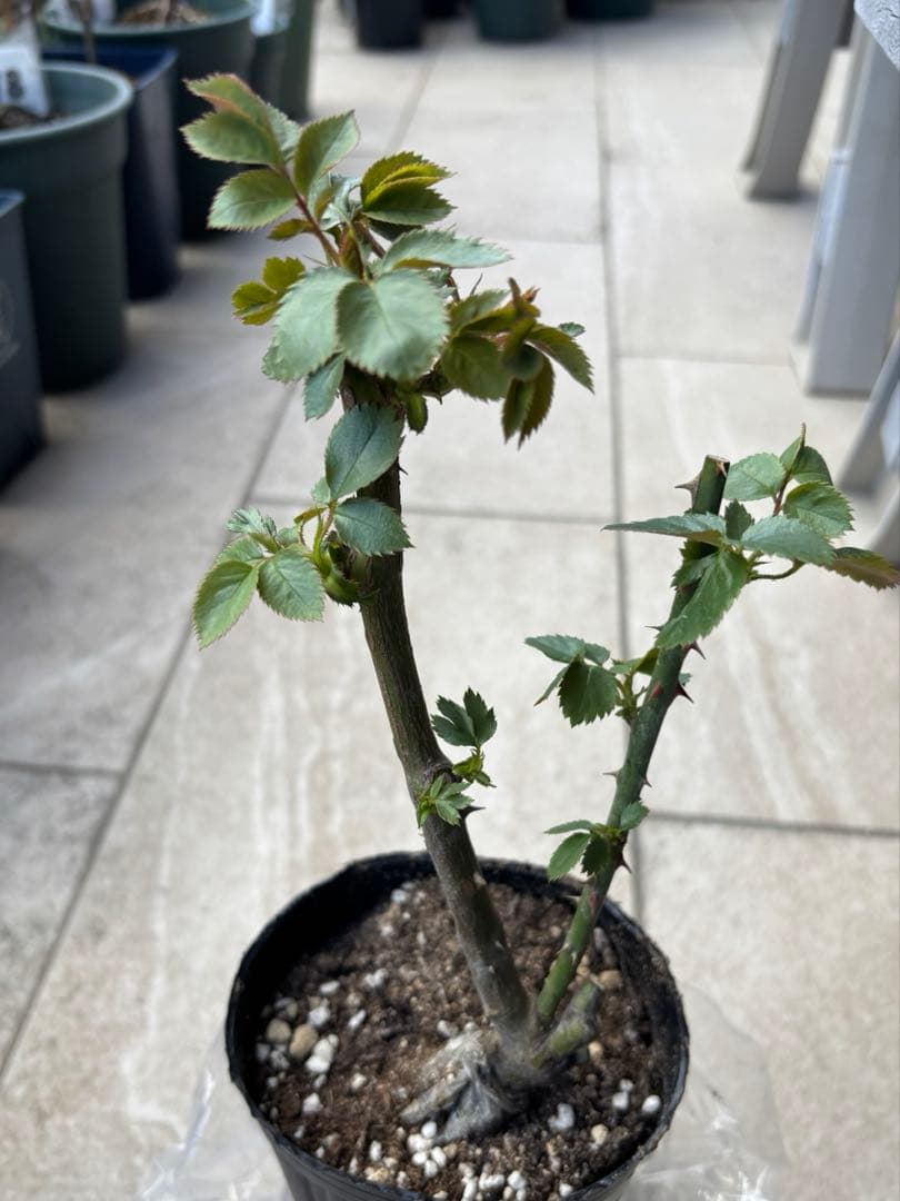 リリエンタールとタベストリーのバラ苗