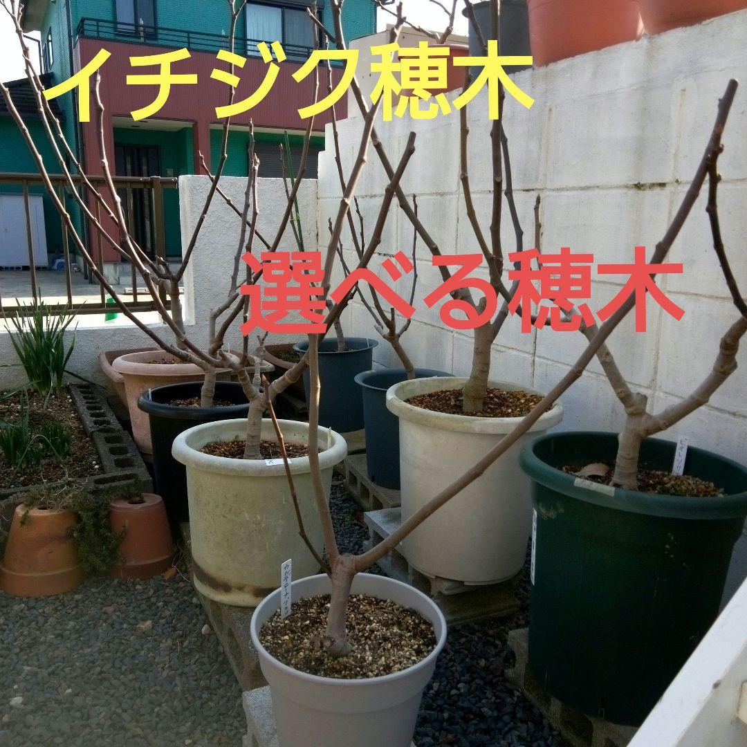 イチジク穂木　選べる穂木