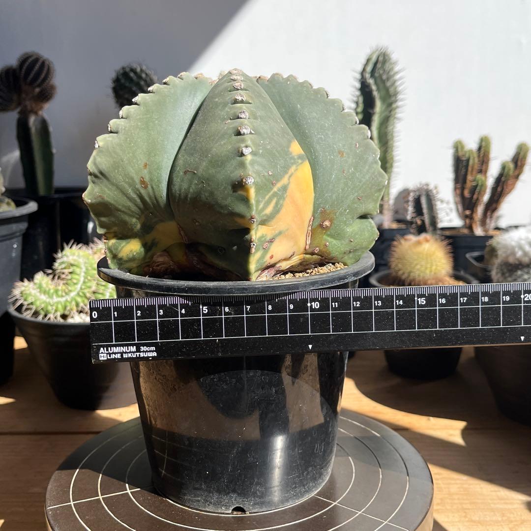 アストロフィツム・ヘキルリランポウギョク斑入り(抜き苗)