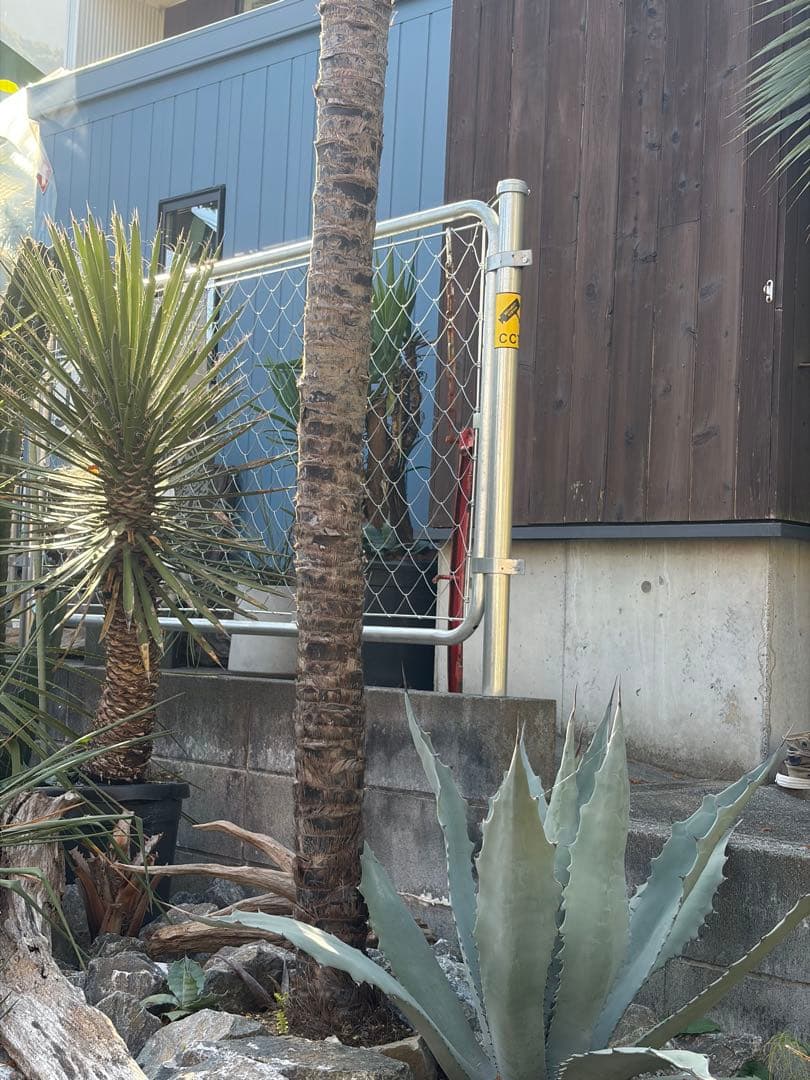 シュロの木トウシュロ特大　引き取り◇ドライガーデン南国アガベ ユッカ　ヤシ