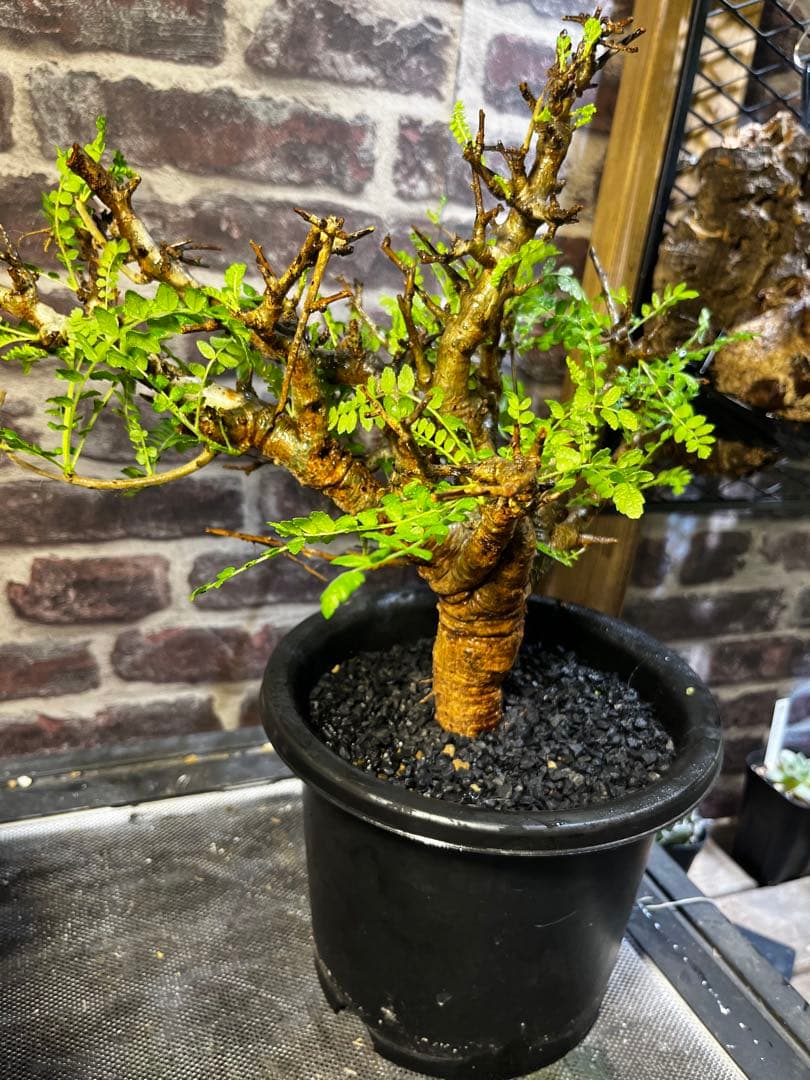 クリスマスセール25日まで！ボスウェリアネグレクタ