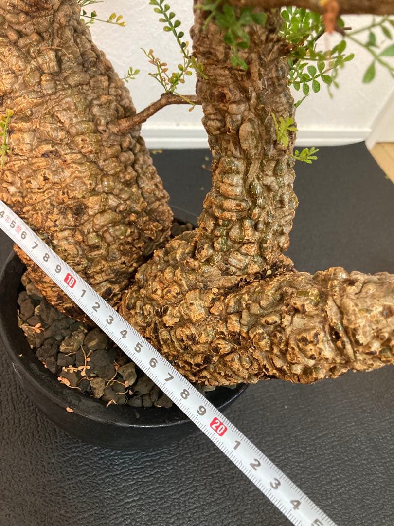 オペルクリカリア パキプス ボコ肌 双頭 発根済み