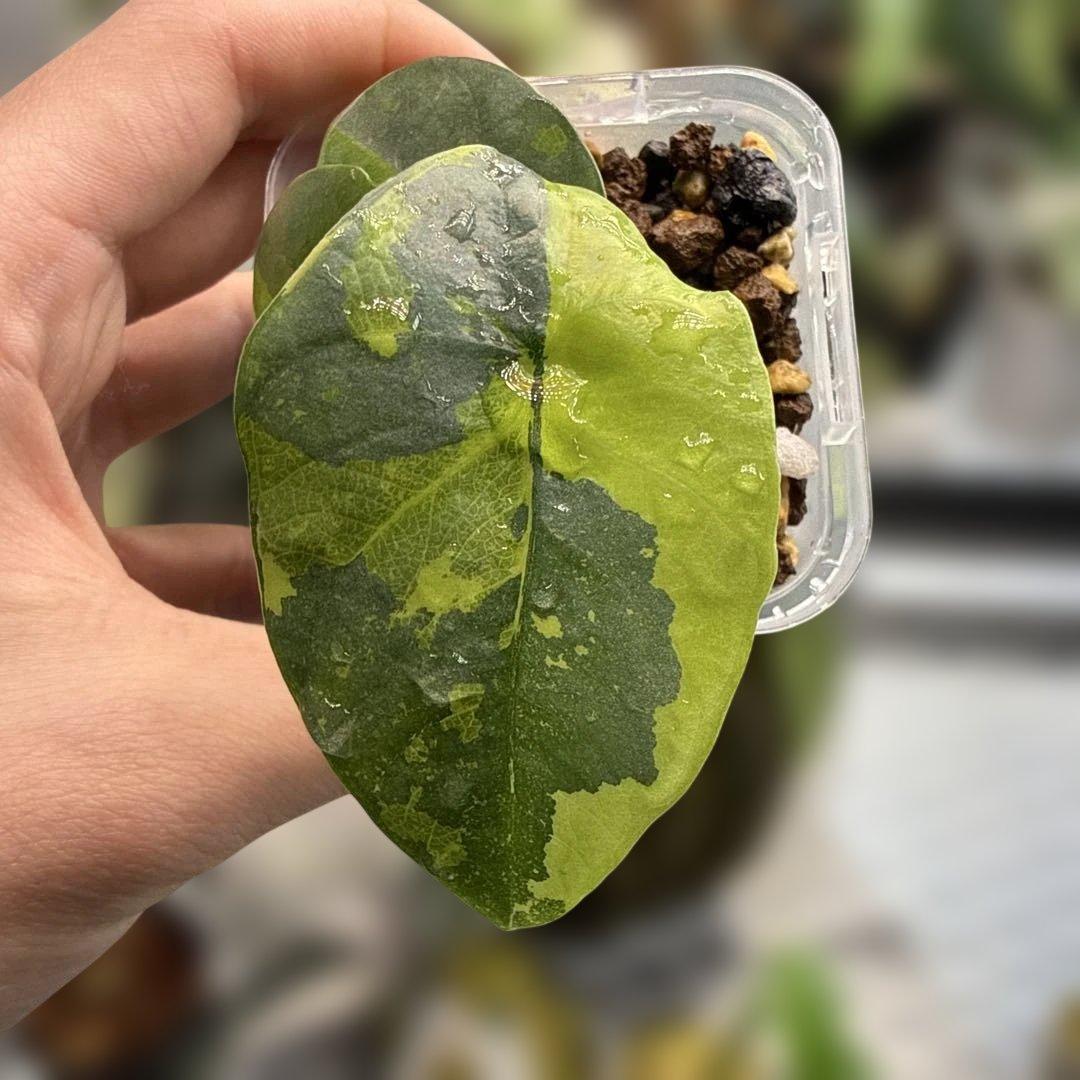 アロカシア シンタング ネオンバリエガータ