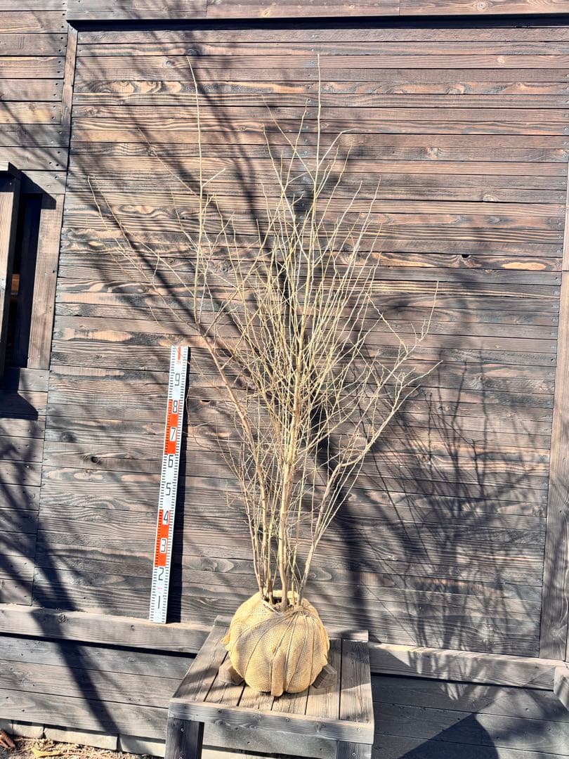 エゴノキ/大株立ち【現品発送】管理80007