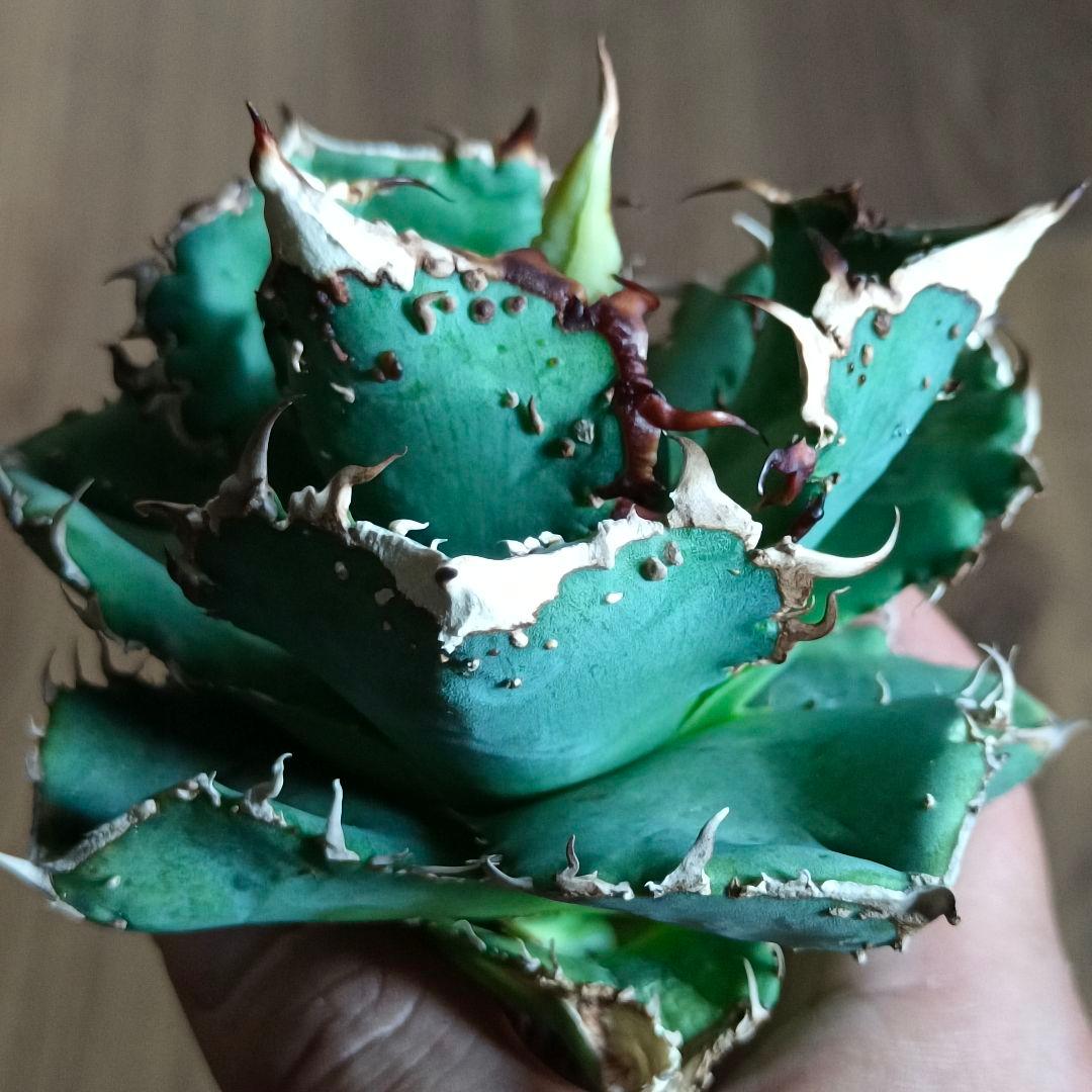 A015 特選 アガベチタノタ 台湾産 正規品 蚩尤 極上強棘 極上優良株