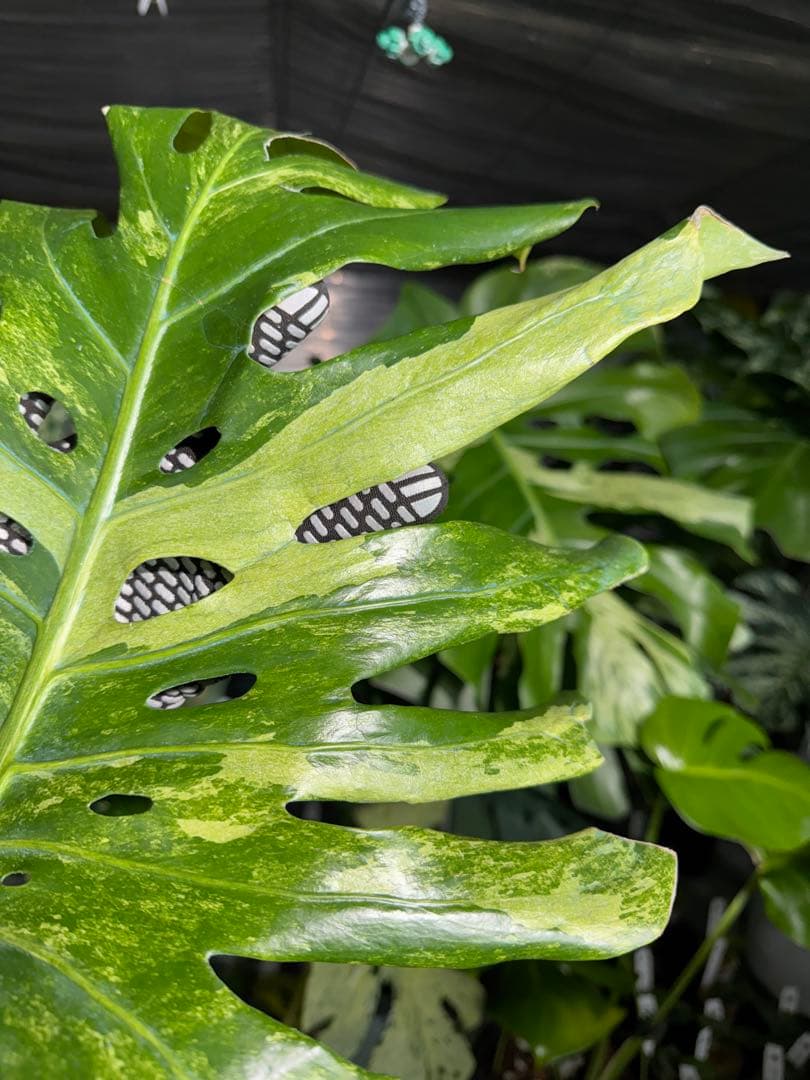 モンステラ　デリシオーサ　オシャンミント　マスターピース　美斑入り