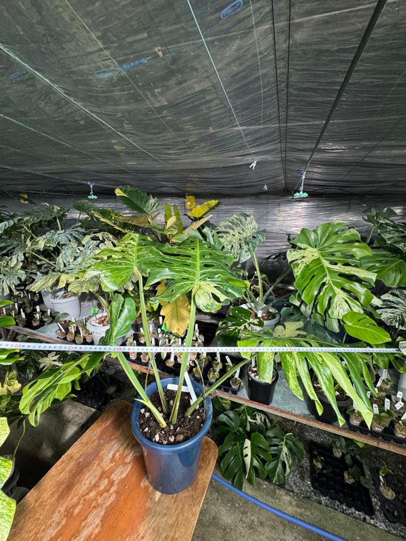 モンステラ　デリシオーサ　オシャンミント　マスターピース　美斑入り