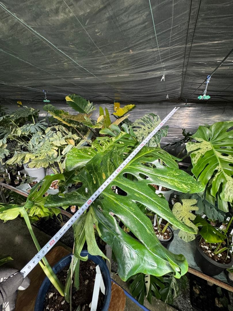 モンステラ　デリシオーサ　オシャンミント　マスターピース　美斑入り