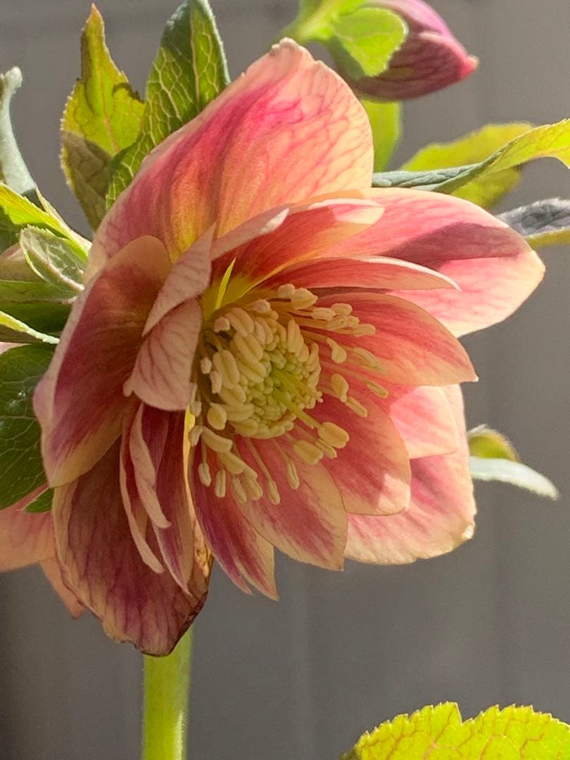 クリスマスローズ 極上 認定ソレイユ 数量限定‼️ ②