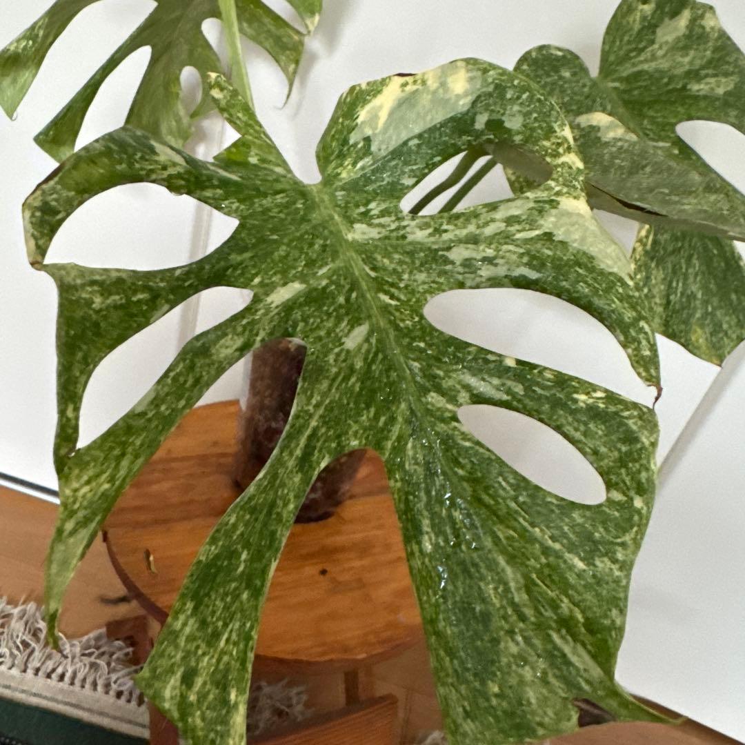 ＊モンステラ＊プラチナム＊